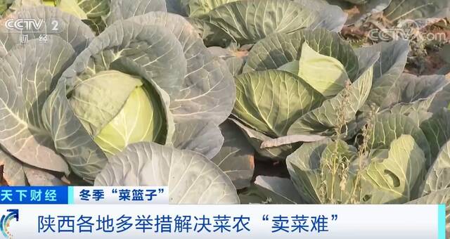 陕西各地多举措解决菜农“卖菜难”问题