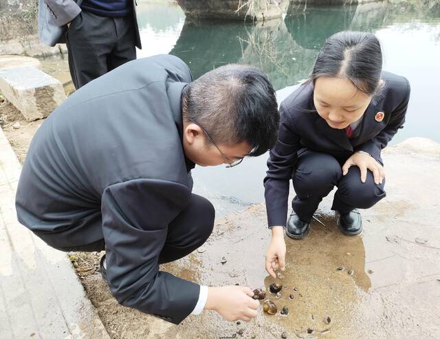 图片新闻 湖南双峰:防治福寿螺 