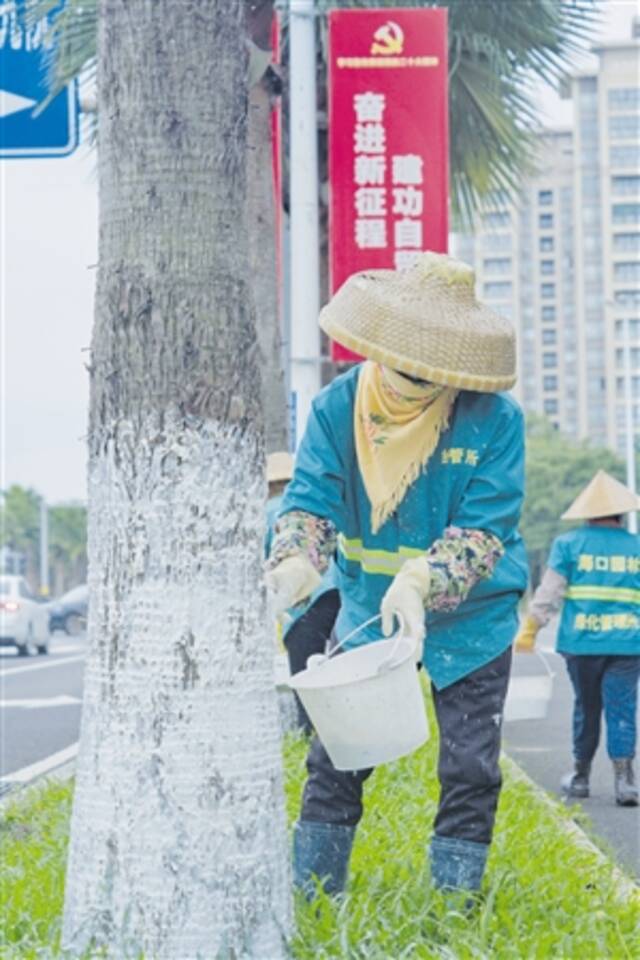 12月7日下午，在长滨路上，海口市公共绿化管理所的工人们在为道路两旁的绿化树木涂白。见习记者杨忠凯摄