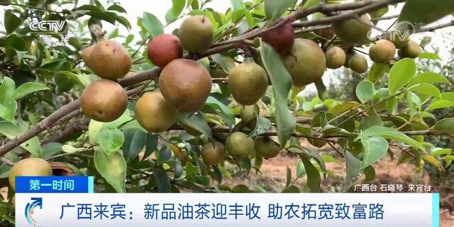 新品油茶喜迎丰收 助农拓宽致富路