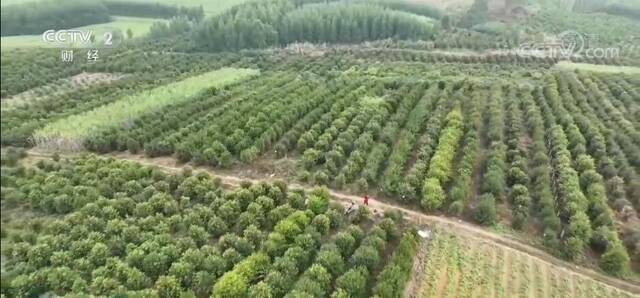 新品油茶喜迎丰收 助农拓宽致富路