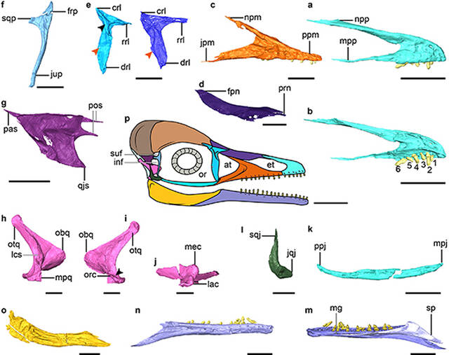 从一只白垩纪鸟类的头骨运动演化组合透视