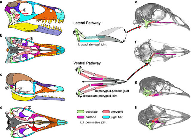从一只白垩纪鸟类的头骨运动演化组合透视