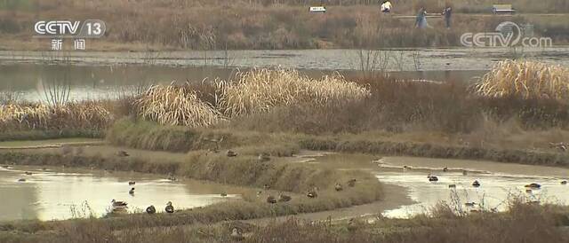 保护“地球之肾” 提升湿地生态系统质量和功能