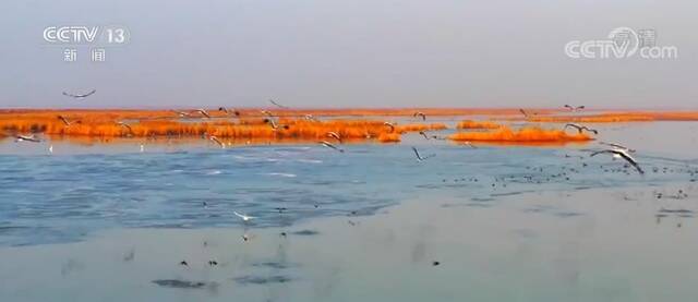 河口湿地生态系统为候鸟提供中转站、越冬地和繁殖地