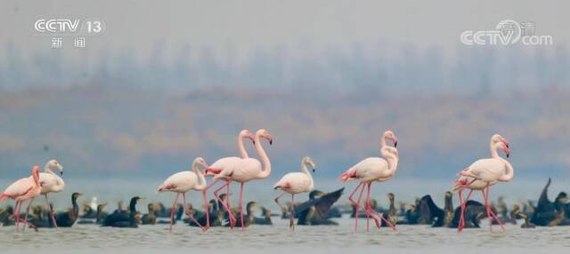 镜头下的“神奇精灵 ”鄱阳湖野外监测统计到的鸟类达111种