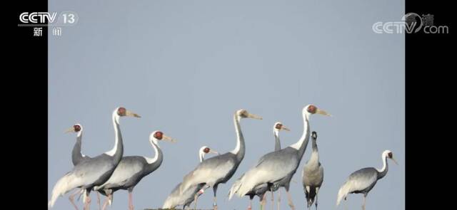 镜头下的“神奇精灵 ”鄱阳湖野外监测统计到的鸟类达111种