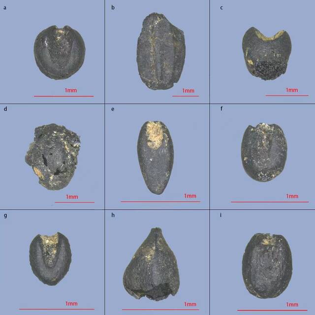 图为黄山遗址出土的部分炭化植物种子