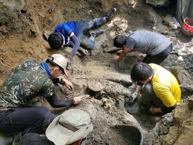 台湾恒春发现全球最完整晚更新世须鲸化石