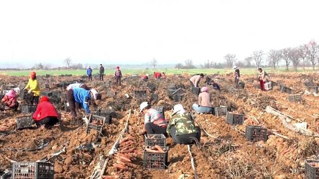 张家堡村农民在地里收红薯。（受访者供图）