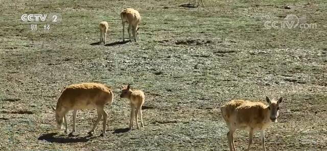 生态逐渐恢复 可可西里无人区重现藏羚羊迁徙震撼场面