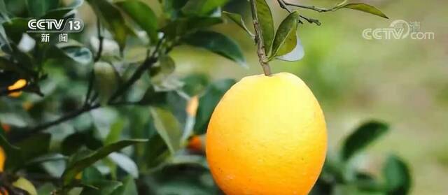 广西富川27.2万亩脐橙丰收 橙果香满园
