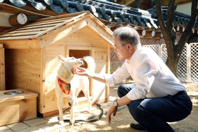 文在寅发日历为流浪犬众筹，韩执政党攻击：刚弃养朝鲜送的丰山犬