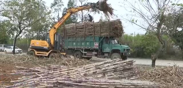 广西糖企陆续开榨 日榨蔗能力超51万吨