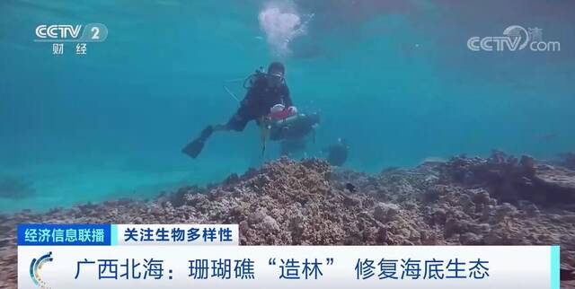 广西北海珊瑚礁“造林” 修复海底生态