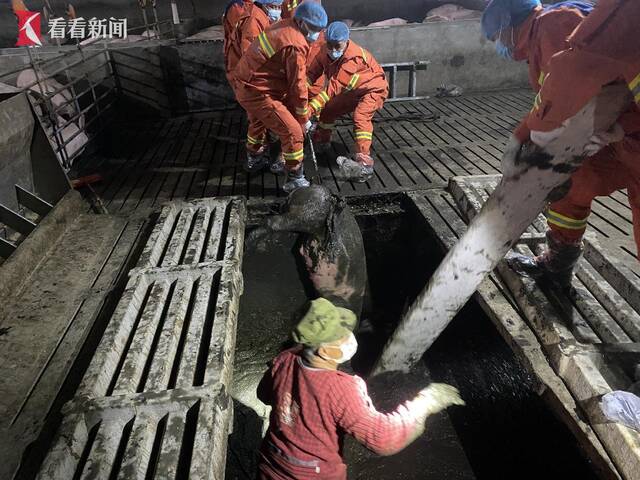 视频｜一次有味道的救援 味儿太冲了