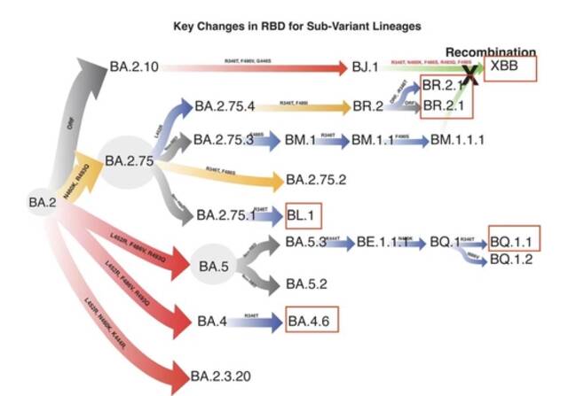 奥密克戎亚分支。