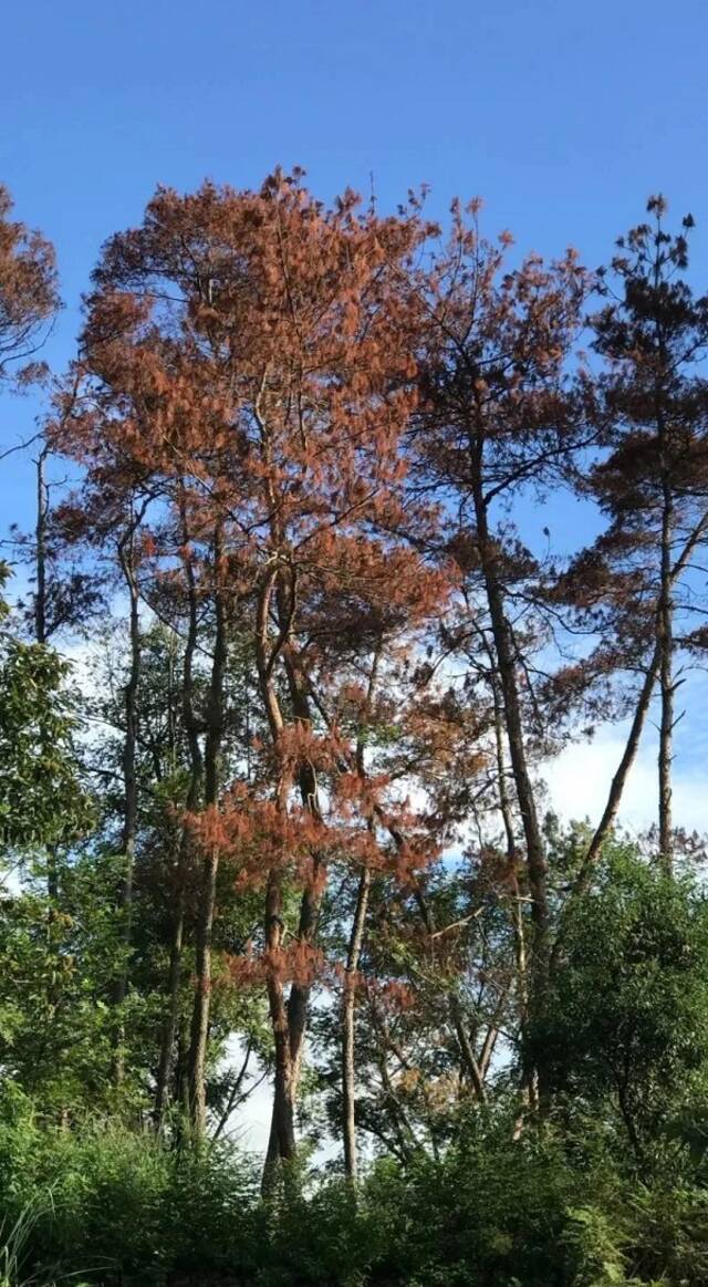 被植物杀手薇甘菊绞杀的树木(上图)部分感染林木癌症松线虫病害的松树(下图)