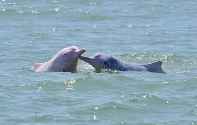 珠江口的中华白海豚