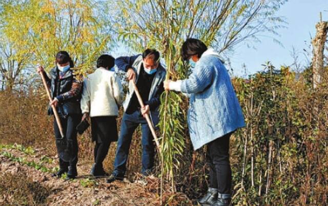 铲除“加拿大一枝黄花”现场。