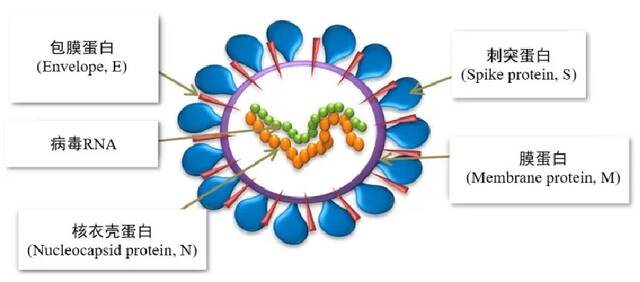 新冠病毒结构示意图（作者供图）