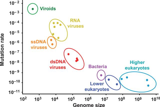 各类病毒的突变率，其中RNA病毒属突变率较高的一类（作者供图）