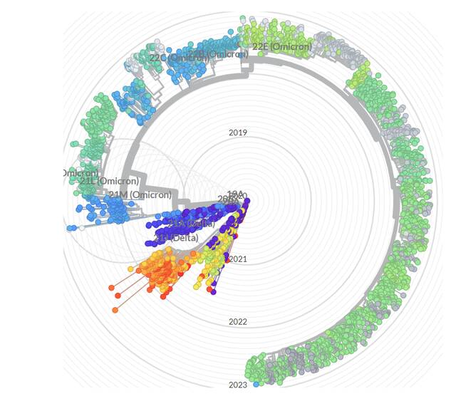 新冠进化树（作者供图）