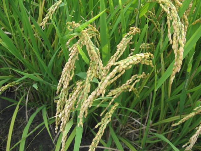 最新研究发现中国人收割水稻的历史可以追溯到1万多年前
