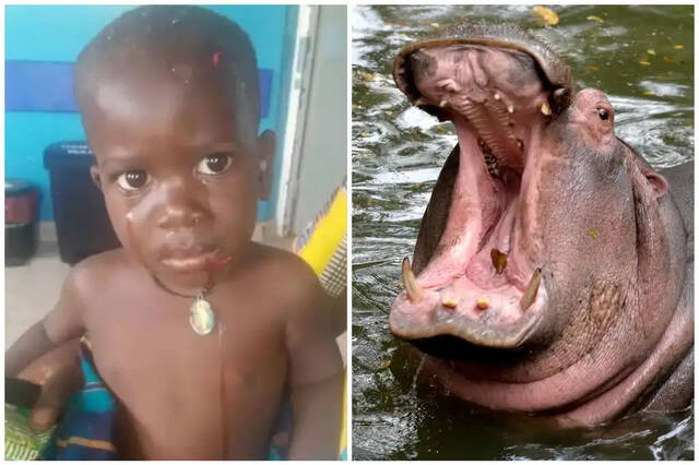 乌干达2岁男童在湖边玩耍遭到河马张嘴吞下民众掷石块后奇迹被吐了出来
