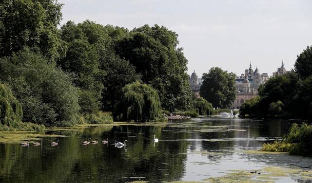 7月20日，水禽在英国伦敦圣詹姆斯公园的湖面上游弋。新华社记者韩岩摄