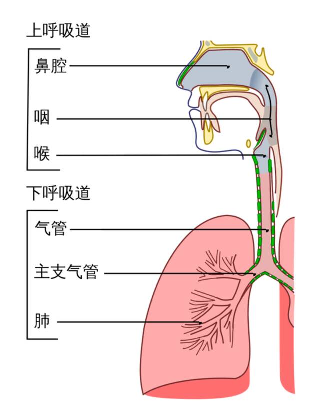 明明“阳康”了，为什么还是咳嗽不停？