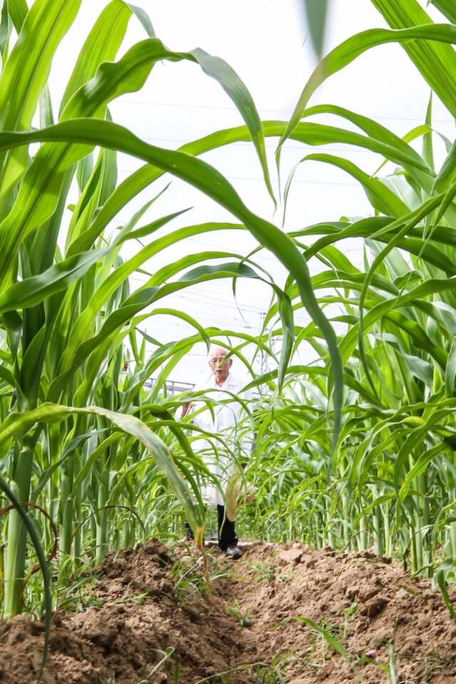 玉米育种专家程相文在海南三亚南繁科研育种基地观察玉米生长情况（2022年12月15日摄）。新华社记者张丽芸摄