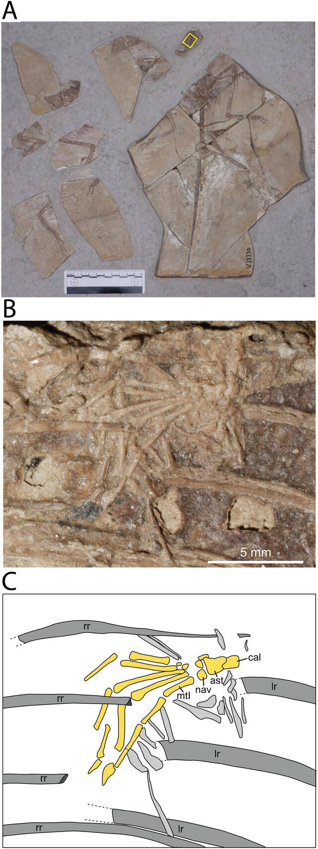 古生物学家首次在食肉恐龙小盗龙的化石中发现哺乳动物残肢化石来自中国