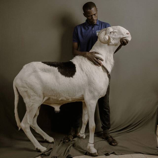 全世界身价最高的绵羊：塞内加尔的拉多姆绵羊价格可以高达上万美元