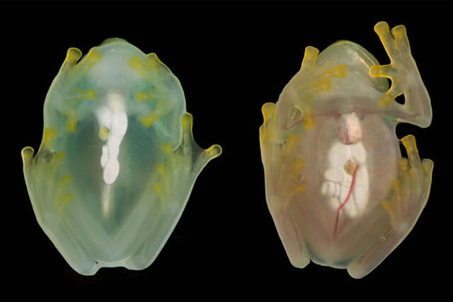 玻璃蛙会在睡眠时通过将红细胞暂时储存在肝脏中而使其透明度增加两到三倍