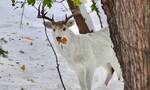 美国纽约州伊利县西塞内卡罕有发现一只全身白色的白尾鹿
