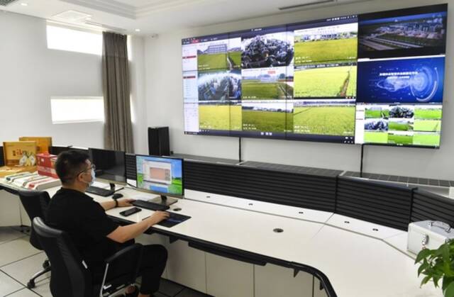 在吉林市孤店子镇东福米业现代农业信息化监视指控中心，工作人员通过监控系统查看稻田情况（2020年8月13日摄）。新华社记者许畅摄