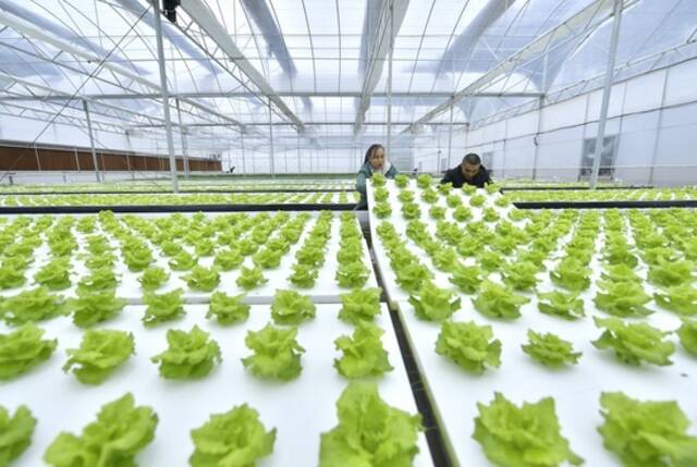 2022年11月29日，湖北省宣恩县椒园镇锣圈岩村的农民在温控大棚里检查水培蔬菜的生长情况。新华社发（宋文摄）