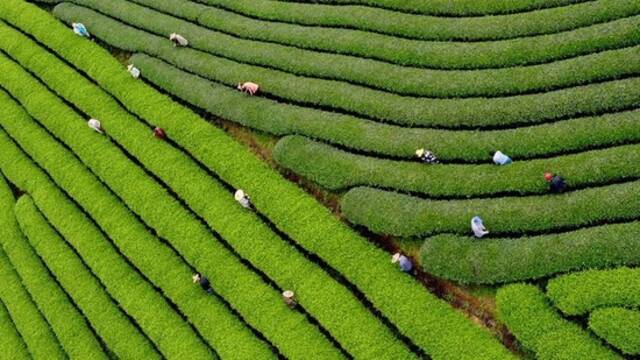 ↑4月15日，茶农在武夷山市星村镇的茶山上采摘新茶（无人机照片）。新华社发（陈颖摄）