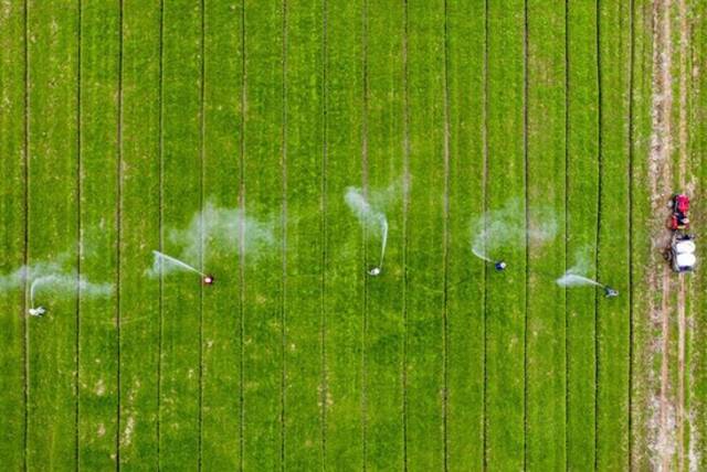 ↑2月16日，安徽省庐江县白湖镇农民在进行小麦病虫害防治作业（无人机照片）。新华社发（左学长摄）
