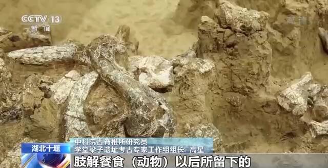 “郧县人”3号头骨化石提取出土，实证我国百万年人类史