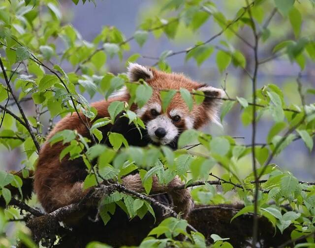 自然中的小熊猫。图/视觉中国