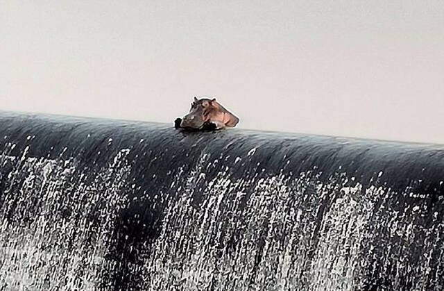 南非科马提普特一只河马趴在水坝惬意看风景
