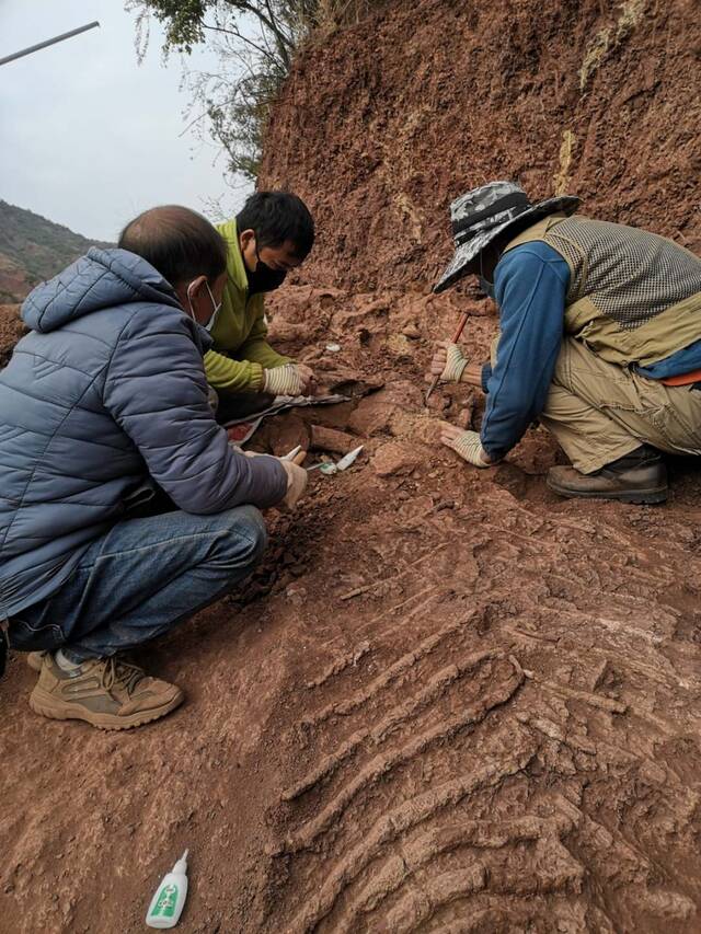 云南楚雄开始对9处恐龙化石点进行抢救性发掘工作