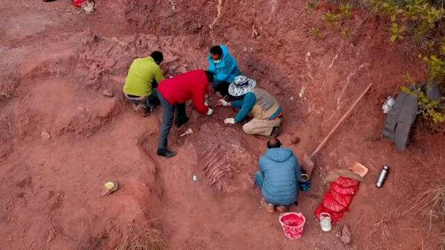 云南楚雄开始对9处恐龙化石点进行抢救性发掘工作