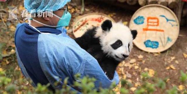 视频｜四川成都：迎新年大熊猫萌宝齐亮相