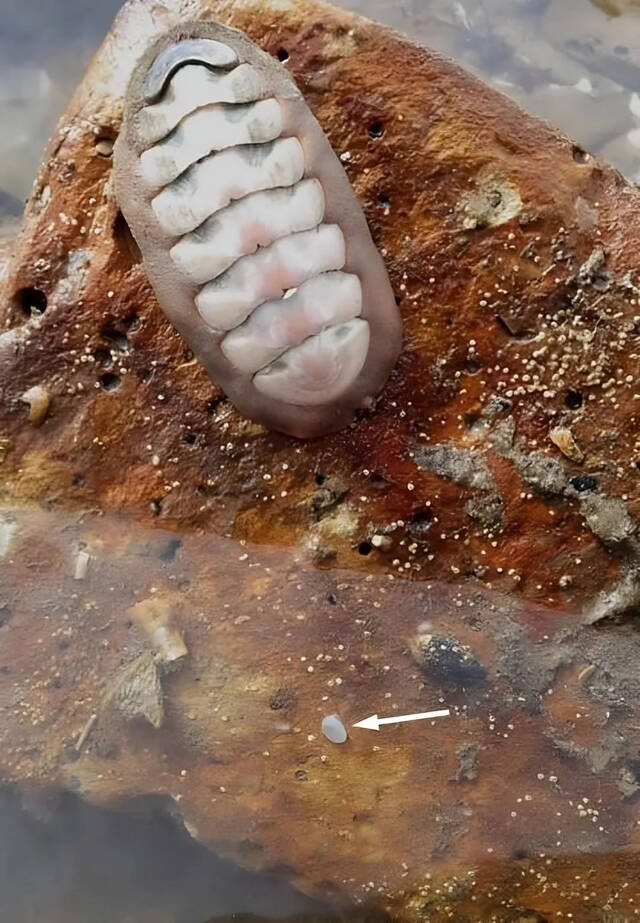 一种以前只从化石记录中得知的小蛤蜊还活着