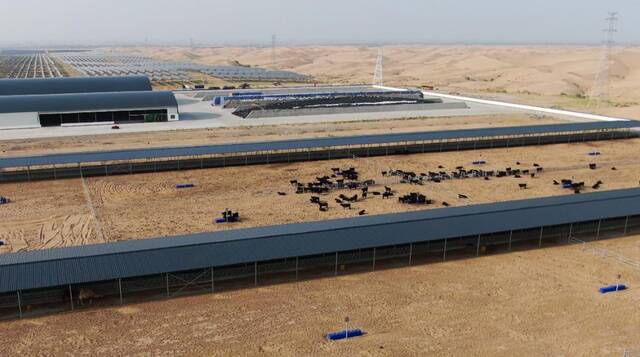 这是拍摄的中畜科技有限公司肉牛标准化养殖场（2021年9月26日摄，无人机照片）。新华社记者李志鹏摄
