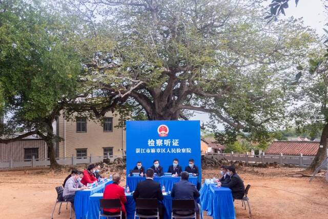 一场在古树下召开的听证会