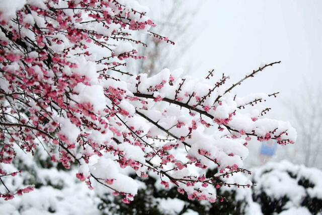 梅须逊雪三分白，雪却输梅一段香。(铜仁市玉屏侗族自治县纪委监委供刘德军摄)